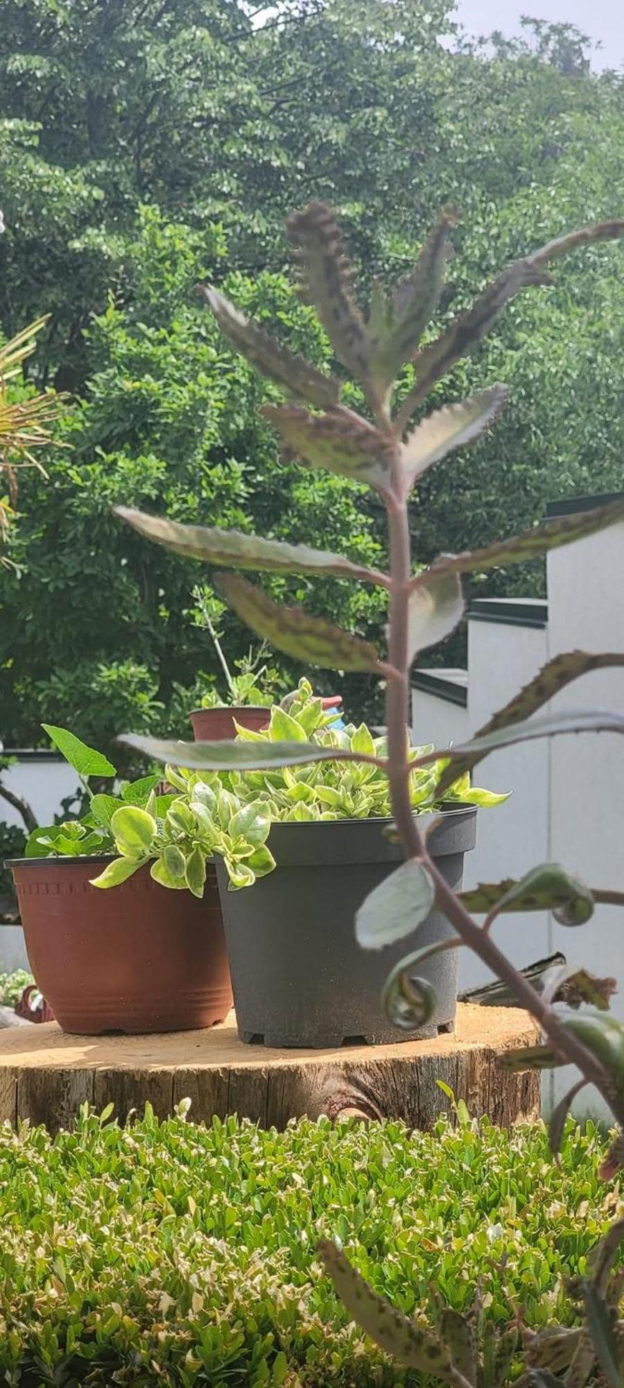 Vila Jovana Vrdnik Bagian luar foto
