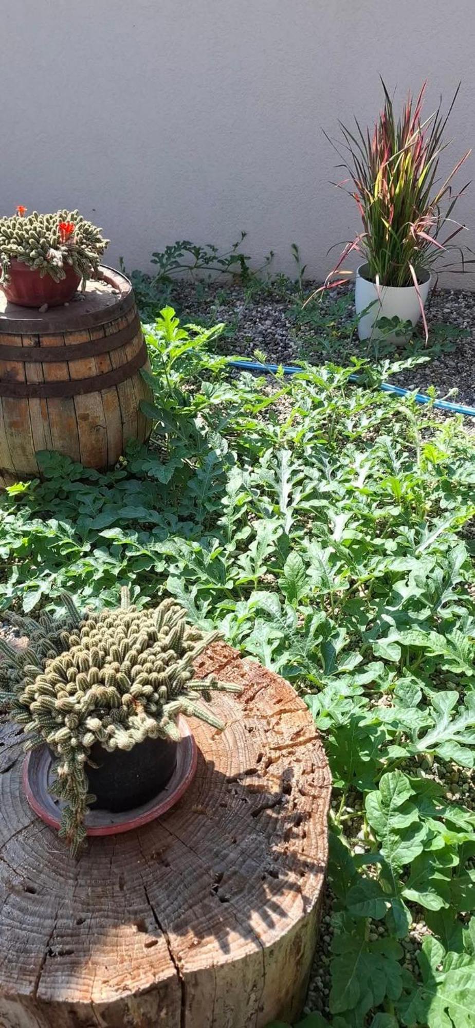 Vila Jovana Vrdnik Bagian luar foto